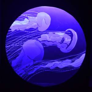 Інтерпретація анімалістичних мотивів, 2 курс ОР Бакалавр