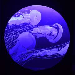 Інтерпретація анімалістичних мотивів, 2 курс ОР Бакалавр